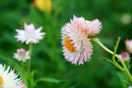 Chrysanthemum on abstract spring calm backgroundの写真素材
