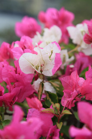 flowers and plants