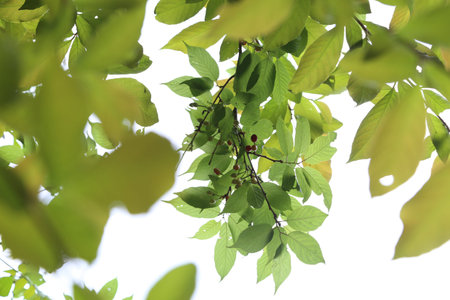 Green leaves and Green grass isolated