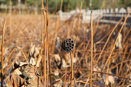 The Dried lotus in pondの写真素材