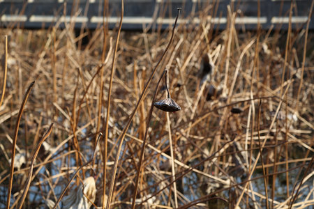 The Dried lotus in pondの写真素材