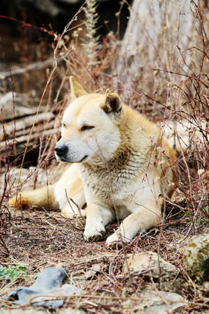 puppy dogの写真素材