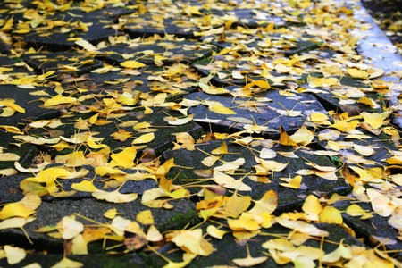 golden leaves at autumnの写真素材