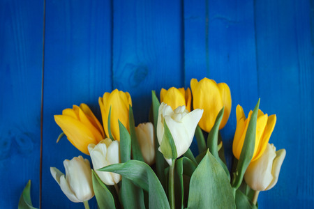 Yellow and white beautifu tulips on blue wooden background with space for message. Women's or Mother's Day backgroundの写真素材