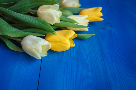 Row of tulips on blue wooden background with space for message. Women's or Mother's Day background. Top viewの写真素材
