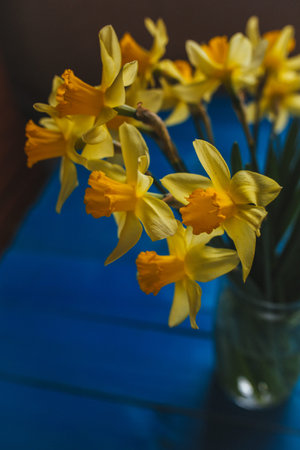 Yellow narcissus or daffodil flowers on blue wooden background. Selective focus. Place for text.
