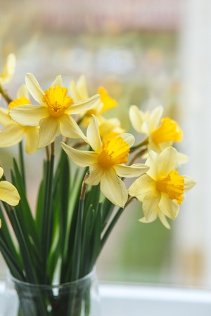 Spring easter background with daffodils in the bucket on the window .Yellow narcissus or daffodil flowersの写真素材