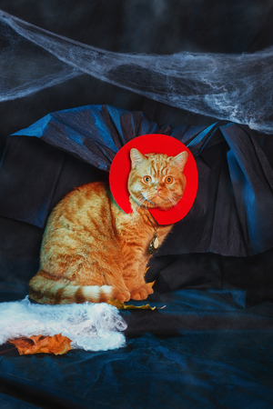 Cat vampire on black background. Halloween theme.の写真素材