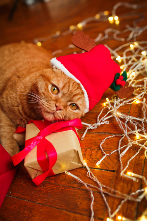 British red cat in Santa hat lying with a Christmas garlandの写真素材