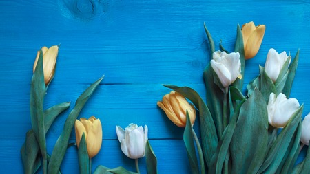 Beautiful yellow and white tulips on blue wooden background with space for text. Top view, flat lay.の写真素材
