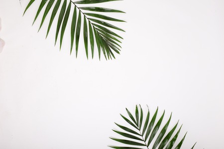 Tropical palm leafs on white background. Flat lay, top viewの写真素材