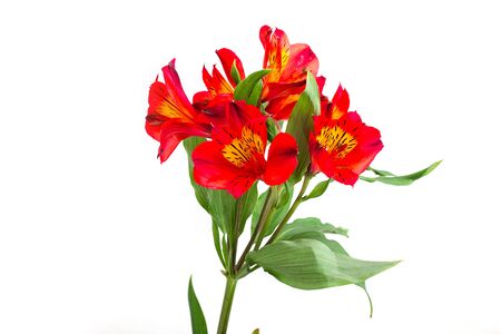 Bouquet of red alstroemeria flowers on white backgroundの写真素材