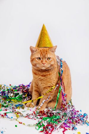 Red british cat in a birthday hat and confetti on white studio backgroundの写真素材