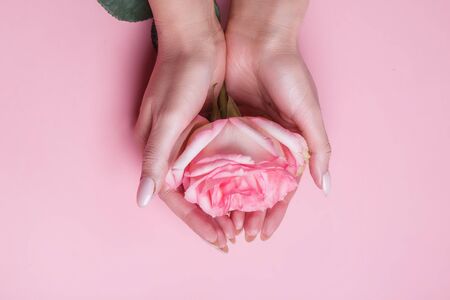 Woman hands holding pink rose flower on pink background. Flat lay, top viewの写真素材