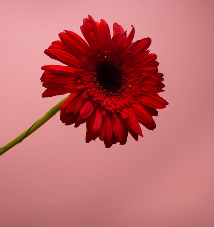 Red flower on pink background. Valentine's present. Love aesthetic. Spring mood.の写真素材