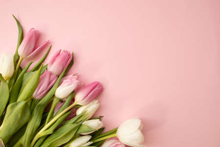 Pink and white tulips on pale rose background. Holiday postcard for Women's Day or Mother's Day or Sale concept. Floral spring background with copy space.の写真素材