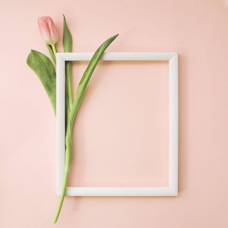 Pink tulip with blank picture frame on veiled rose background. Holiday postcard for Women's Day or...