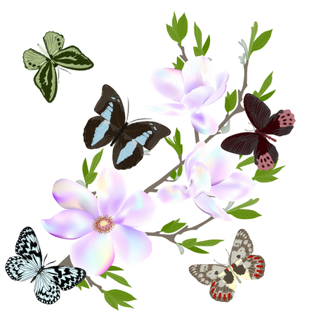 Beautiful background with flowers Magnolia and butterflies. Vector illustration. EPS 10.のイラスト素材