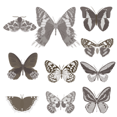 Set of butterflies. Vector illustrationのイラスト素材