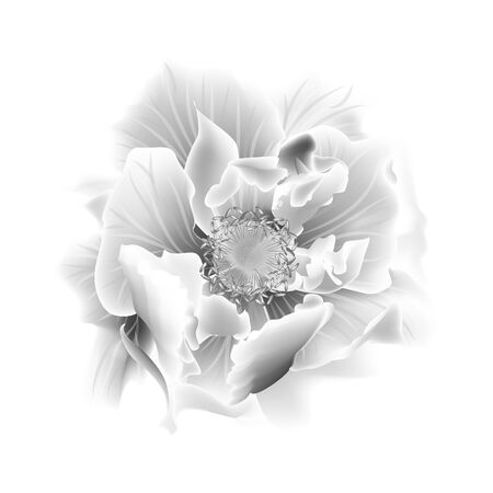 Beautiful Rose flower isolated on white background. Vector illustration.のイラスト素材