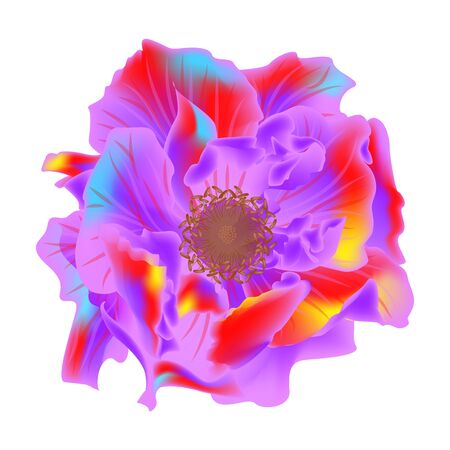 Beautiful Rose flower isolated on white background.のイラスト素材