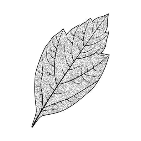 Leaf isolated on whiteのイラスト素材