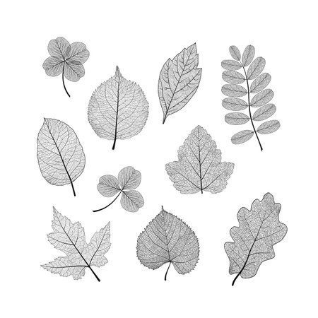 Set skeleton leaves. vector illustration.のイラスト素材