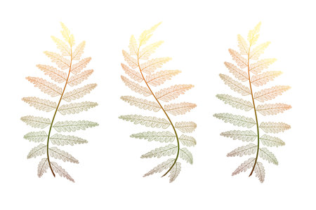 Set colored fern leaves on white. vector illustrationのイラスト素材