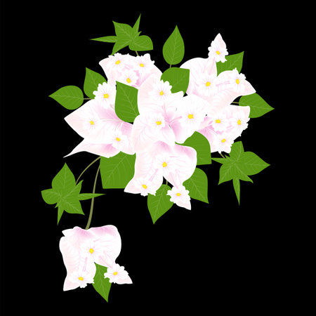 Bougainvillea flowers isolated on black background. Vector illustration.のイラスト素材
