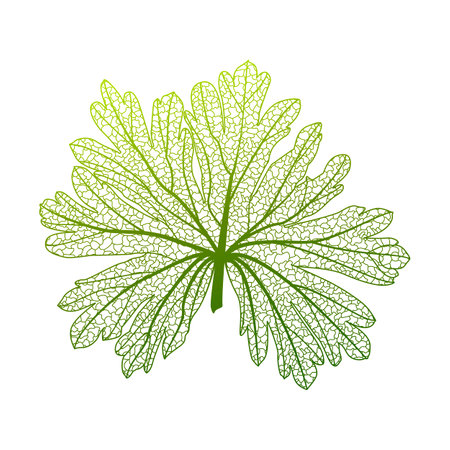 Leaf of geranium, isolated on white background. Vector illustration.のイラスト素材