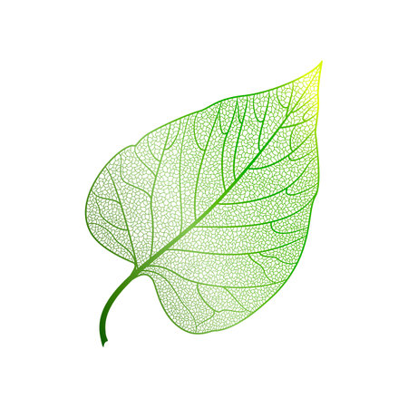 Leaf. Vector illustration. Isolated on a white background.のイラスト素材