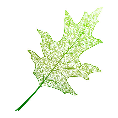 Leaf of oak on a white background. Vector illustration for designのイラスト素材