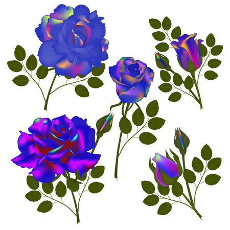 Set of blue and purple roses on a white background. Vector illustration.のイラスト素材