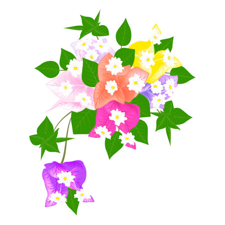 Bougainvillea flowers isolated on white background. Vector illustration.のイラスト素材