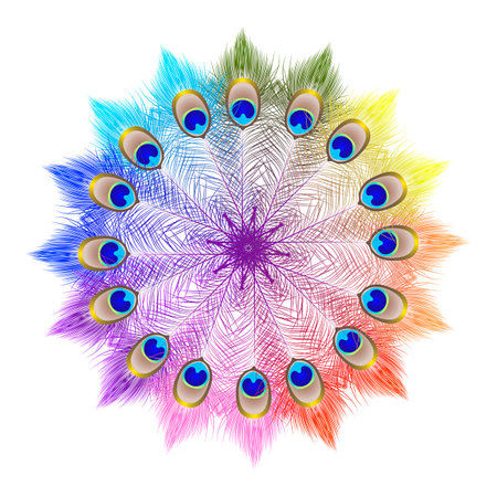 Peacock feathers on a white background. Vector illustration for your designのイラスト素材