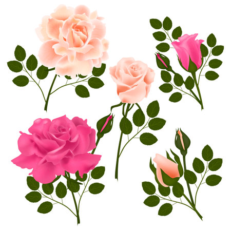 Set of pink roses with leaves isolated on white background. Vector illustration.のイラスト素材
