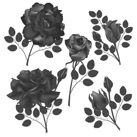 Set of black roses with leaves isolated on white background. Vector illustration.のイラスト素材