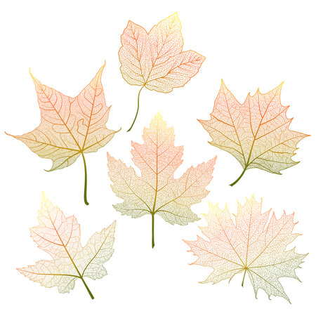 Set of autumn maple leaves isolated on white background. Vector illustration.のイラスト素材