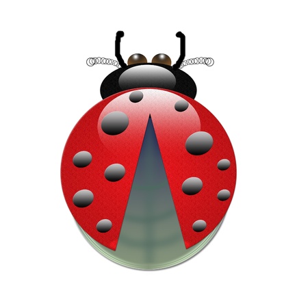 red beetle on a white backgroundの写真素材