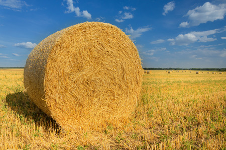 Haystack in the field. Harvesting. Agriculture in Belarusの写真素材