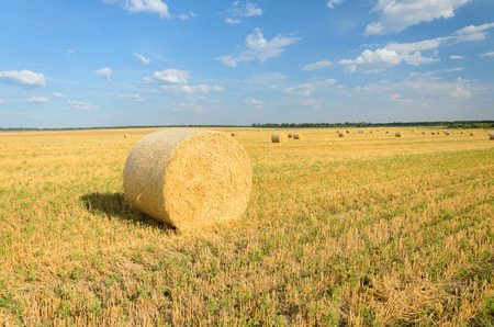 Haystack in the field. Harvesting. Agriculture in Belarusの写真素材