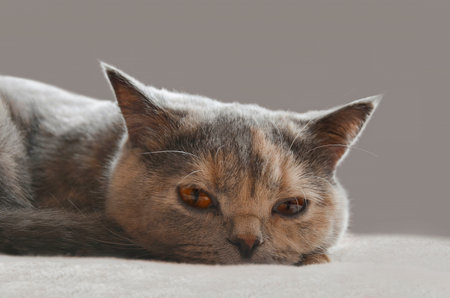 British cat looks into the eyes. British Shorthair cat breed.の写真素材