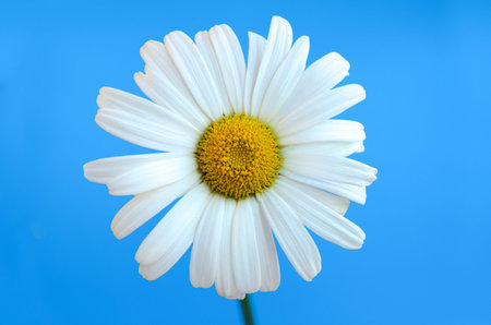 Chamomile flower on a blue backgroundの写真素材