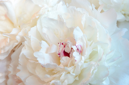 white peony flowerの写真素材