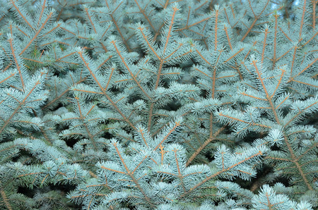 blue spruce texture (background). coniferous forestの写真素材