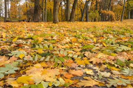 Beautiful scene in autumn park. Autumn colorsの写真素材