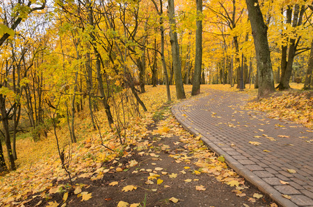 Beautiful scene in autumn park. Autumn colorsの写真素材