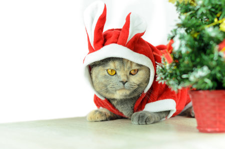 Christmas cat dressing up in red rabbit costume and sitting near Christmas treeの写真素材