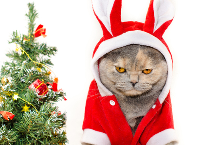 Sad christmas cat dressing up in red rabbit costumeの写真素材