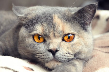 Cat looks at camera. Portrait of British shorthair cat closeupの写真素材